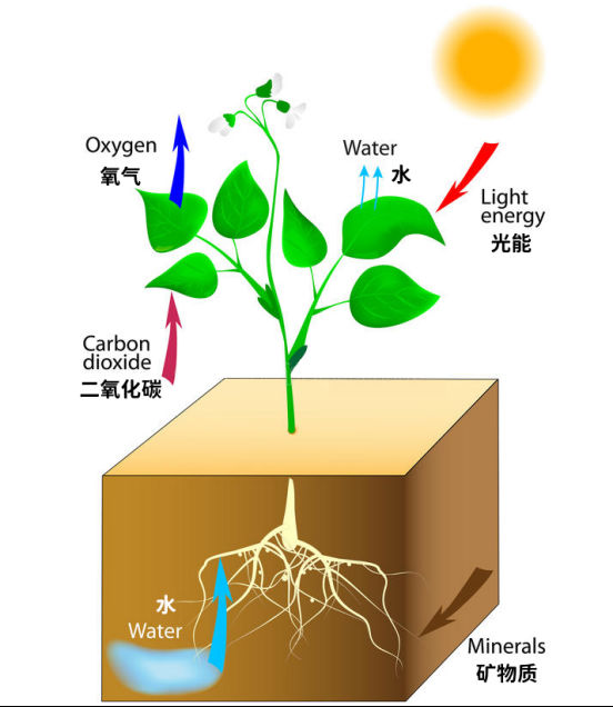 远红外技术应用促进设施农业高质量发展！