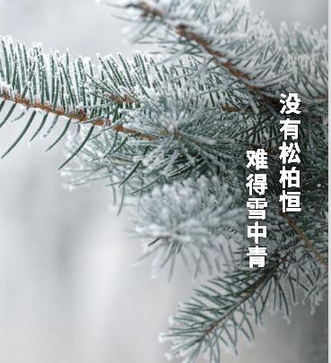 基诺德：没有松柏恒，难得雪中青