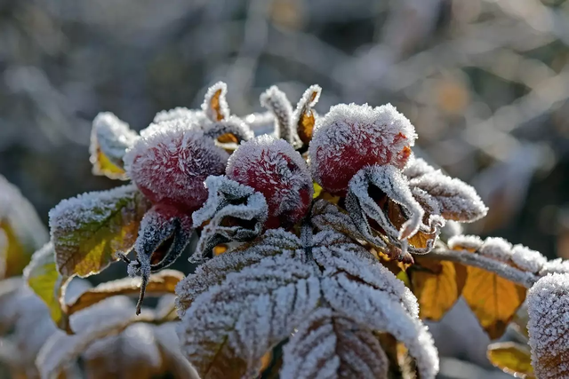 小雪降临 | 多地气温将跌破冰点，降温采暖须谨慎